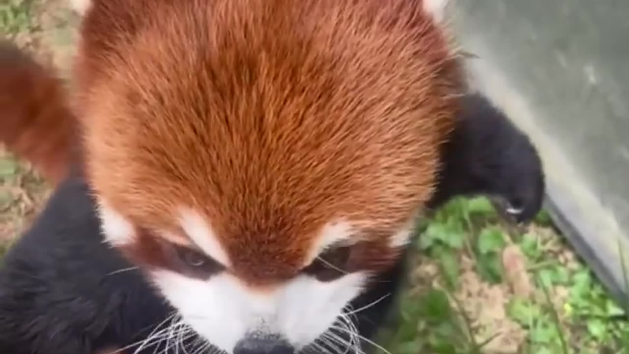 Have you ever seen a Red Panda 🥰❤️