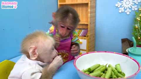 Chef BiBi harvests string beans to feed baby monkey Obi