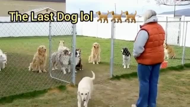 You have to see this till the end 🐶😁