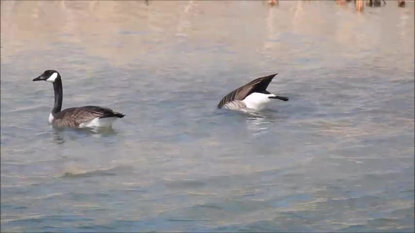 Fishing Geese