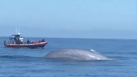 Blue whale