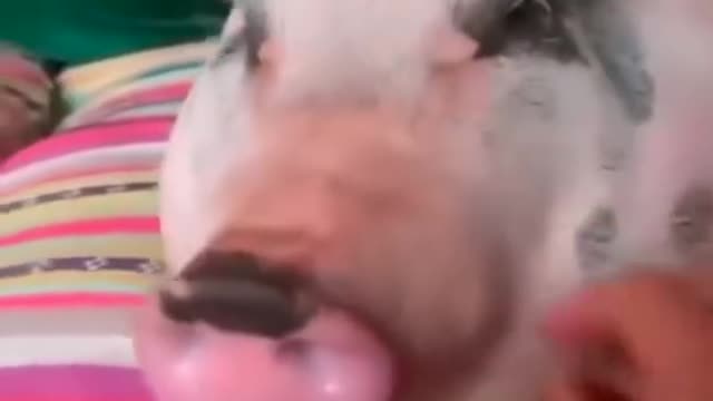 jokes with animals