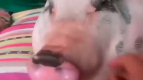 jokes with animals