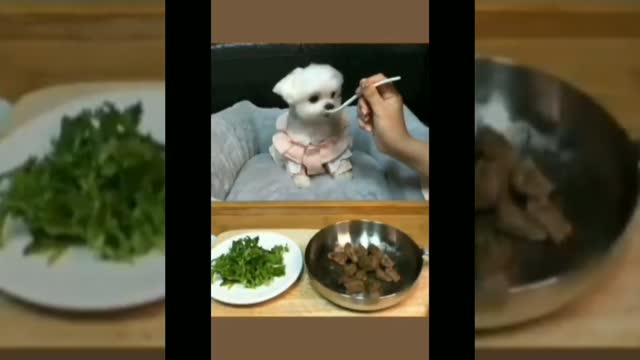 #FunnyDog #NiceVideo #Puppy