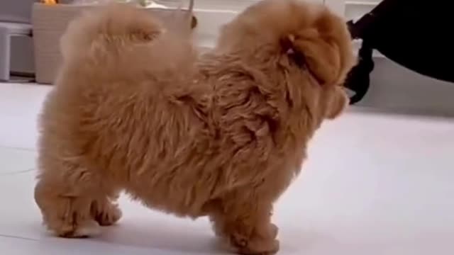 Lively puppy