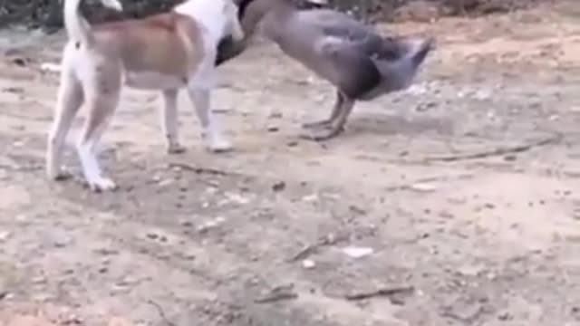 goose wrestling