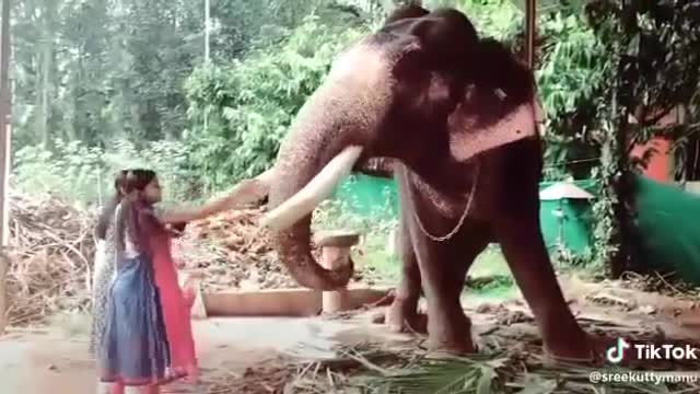 Cute Girls Kiss Elephant 🐘 😘 Viral video 2021