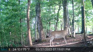 The Woods - 05/28/2022
