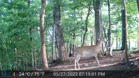 The Woods - 05/28/2022