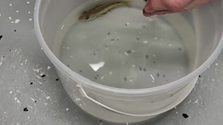 Baby Fish Emerge from their Mother's Mouth