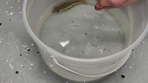 Baby Fish Emerge from their Mother's Mouth