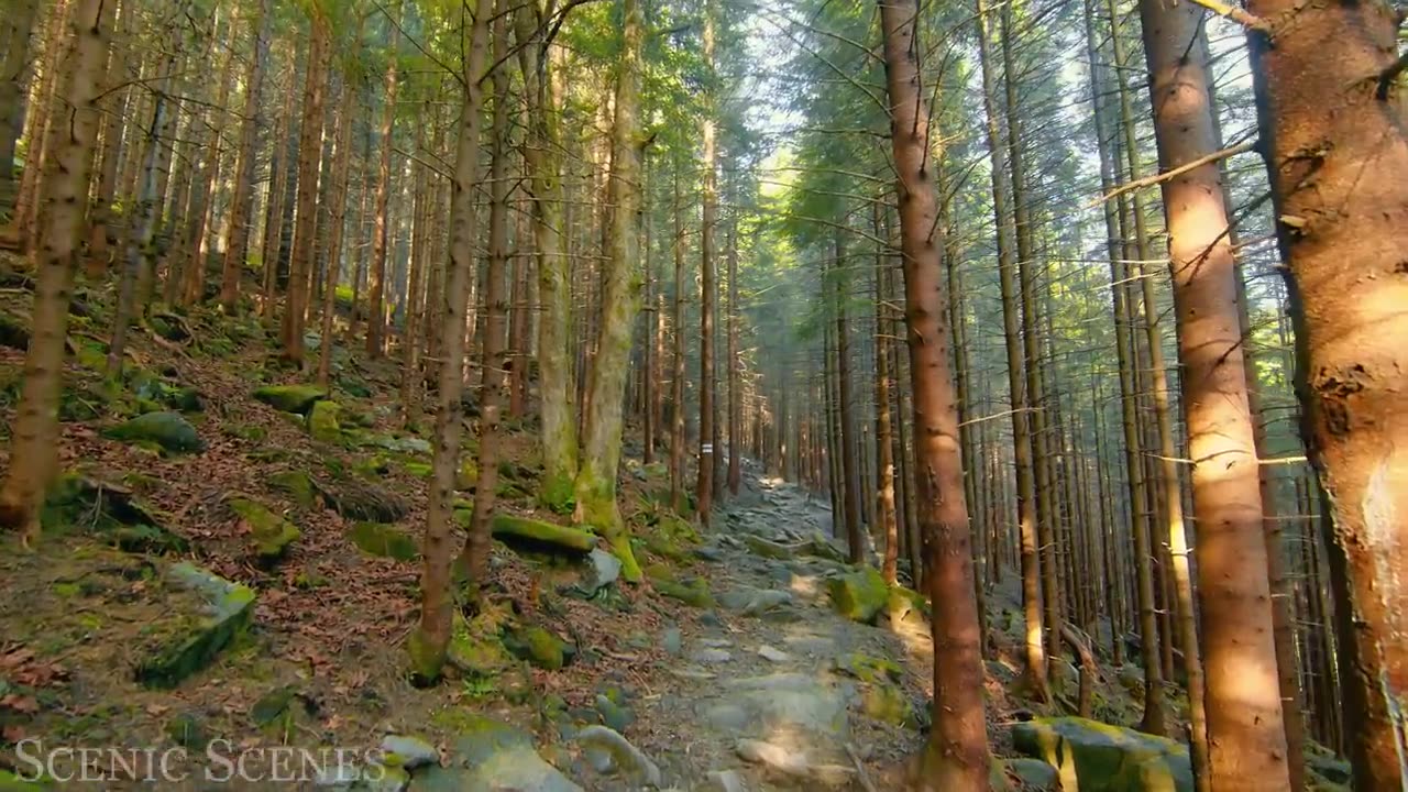 Forest In 4K - The Healing Power Of Nature Sounds