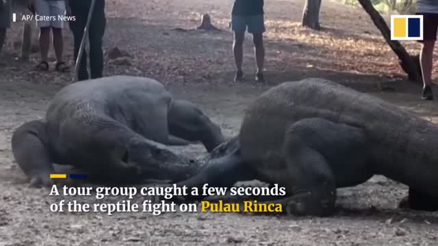 On an island in Indonesia, two very large komodo dragons clash.