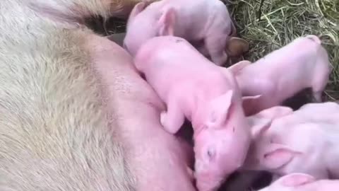 Mom doing a great job 🐷🐷🐷🐷🐷🐷🐷🐷#pain painful