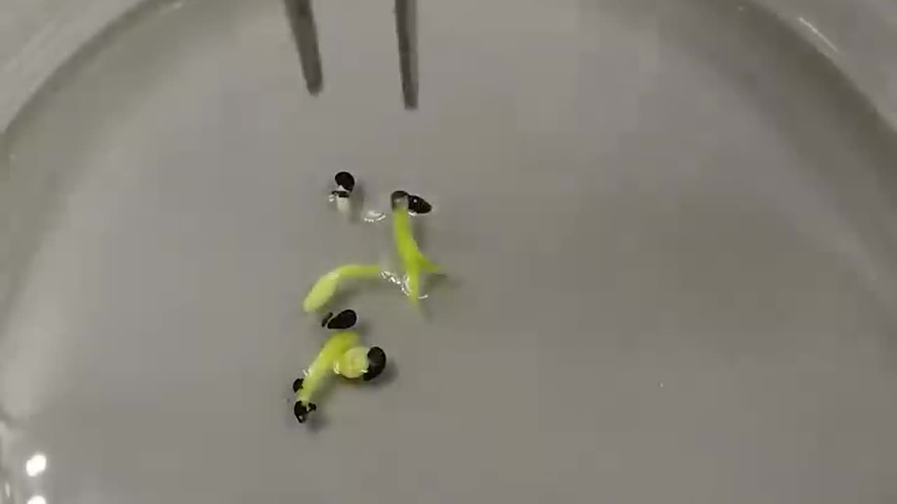 113 Days In 33 Seconds - Dragon Fruit Cactus