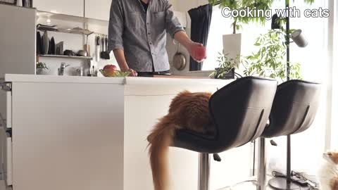 How do I train my cat？-11