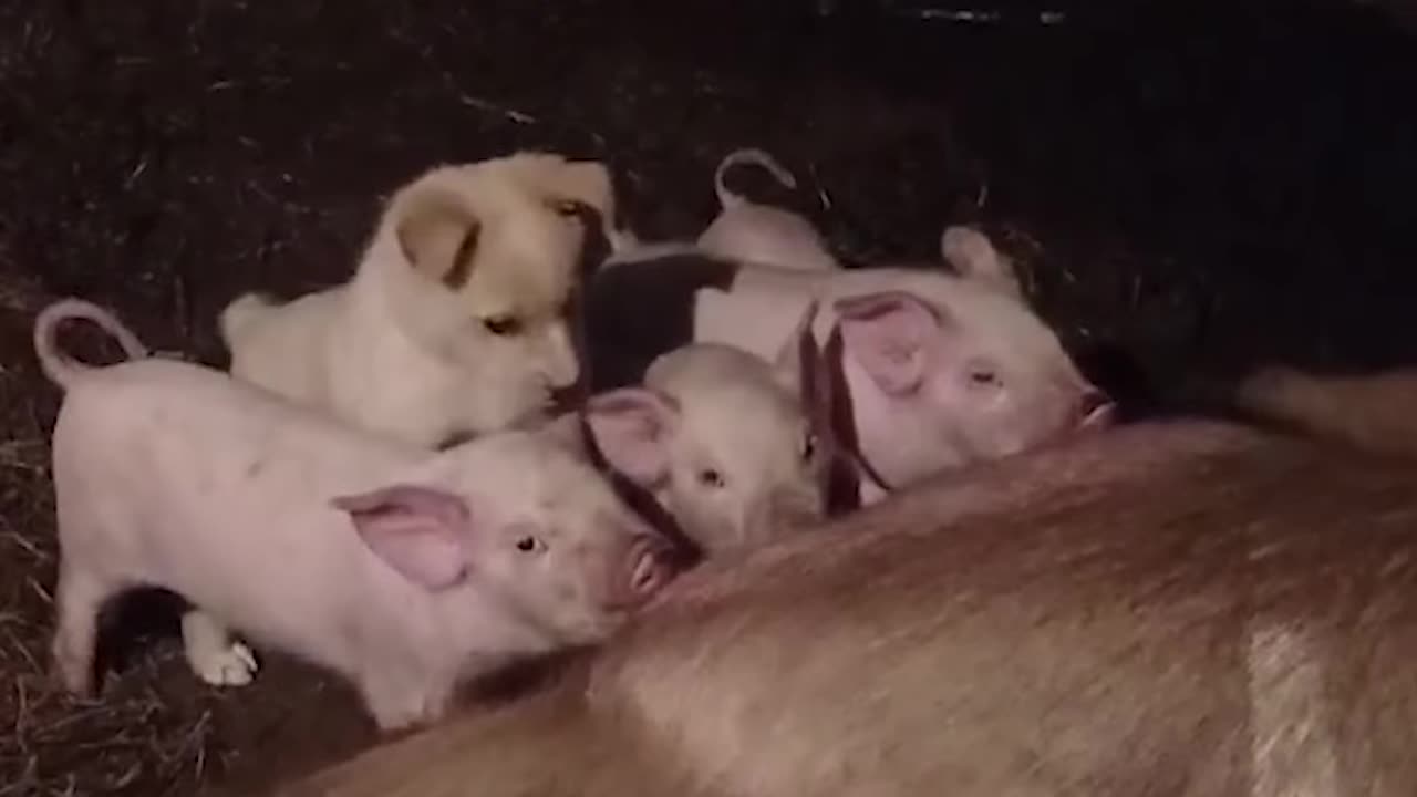 Cheeky Puppy tries to feed with piglets...