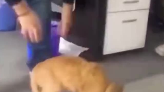Funny videos of foreign animals