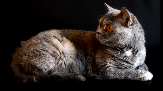 cat playful with orange big eyes