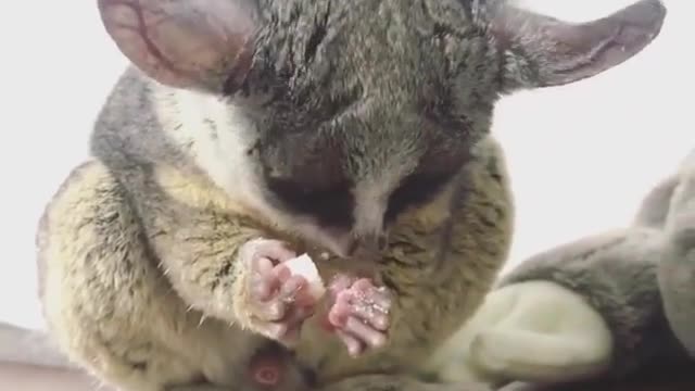 Guess what kind of pet this is