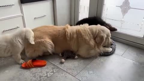 Funny Golden Retriever Playing Like a Little Puppy