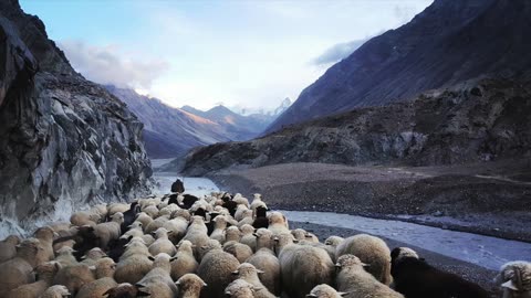 My sheep hear My voice, and I know them, and they follow Me – Sermon Audio 12/15/24