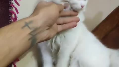 Cute and funny cat video.