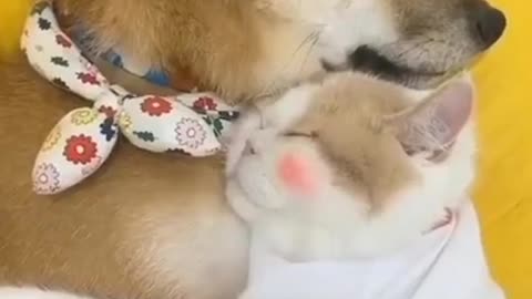 Dog and cat both are family members