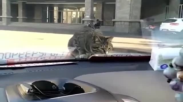 Best Funniest Videos of 2022 Cute Cats