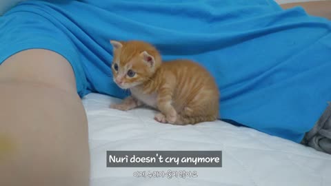 The cute reaction of a kitten caught trying to wake up its owner