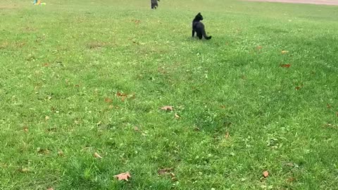 Kitty Knocks Child Over