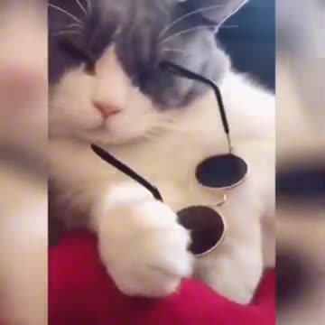 Cool cat
