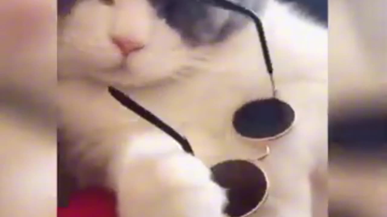 Cool cat