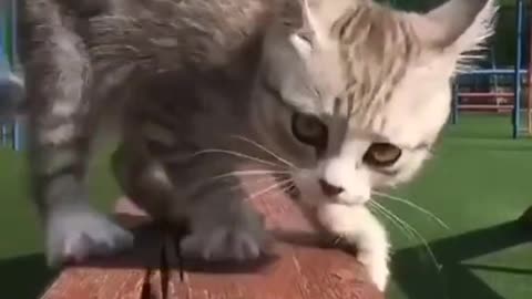 funny cats, I love cats