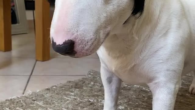 dog