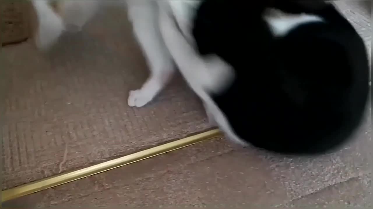 Funny & Cute Cat Fight Compilation Video