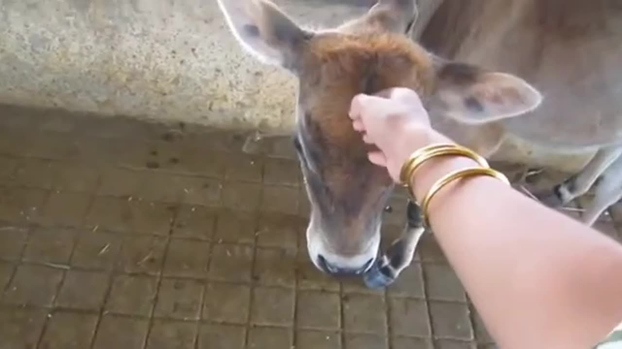 A cow with a baby at her feet is crying a lot