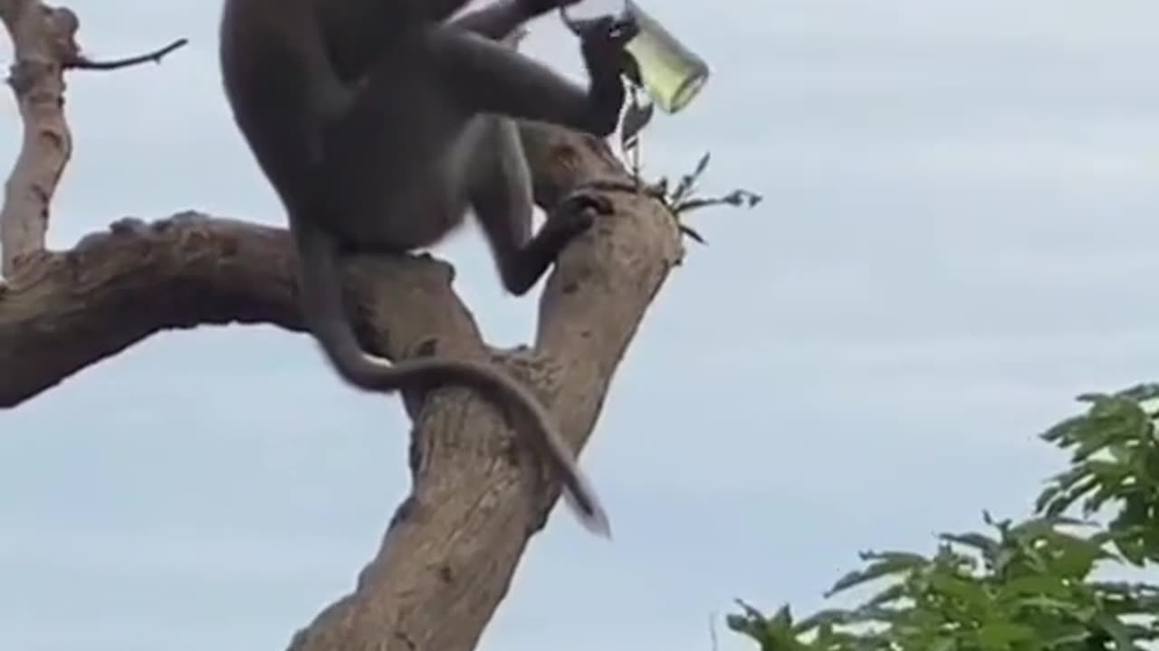 Drunk monkey