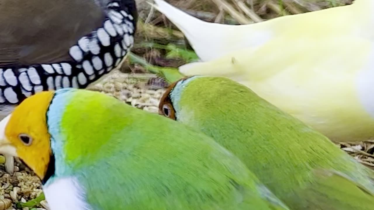 Beautiful gouldian finches in flock