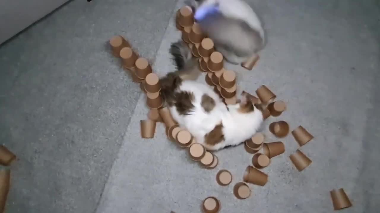 Cats find LED Mouse and show their powerš¼