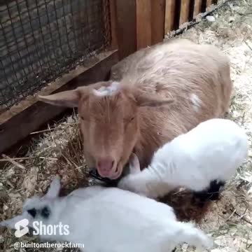 Adorable Baby Goats Playing on Mom/Kids Playing on Dam/Nigerian Dwarf