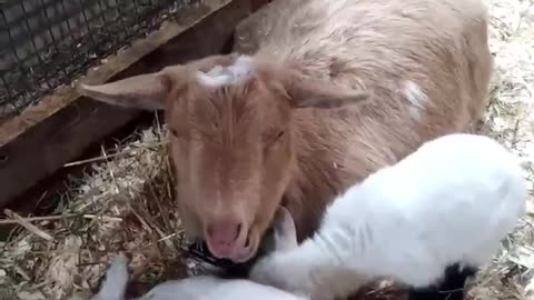 Adorable Baby Goats Playing on Mom/Kids Playing on Dam/Nigerian Dwarf