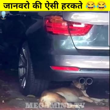 जानवरो की ऐसी हरकते जो आपको हंसा देगी 😁 - Animals Fun