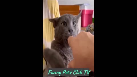 Funny Animal Videos 🤣 Funniest Cats and Dogs Videos 2024 😁