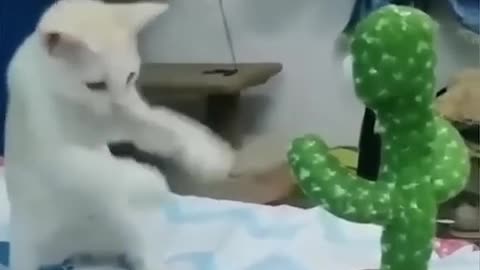 FUNNY ANIMAL VEDIO