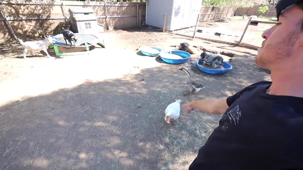 transferring fish to new pool pond