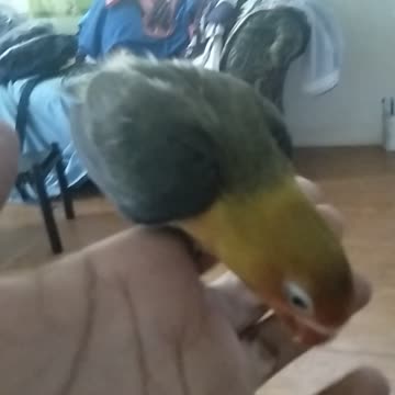 African lovers training style .01 Opaline