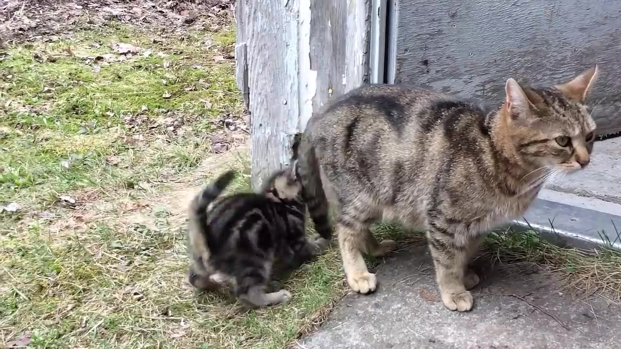 Kitten is punished after chasing mummy's tail