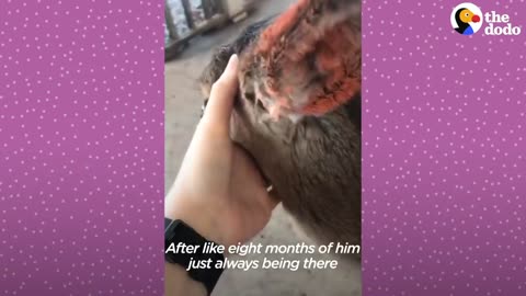 Fawn Comes To Lady's Door Every Morning | The Dodo Little But Fierce