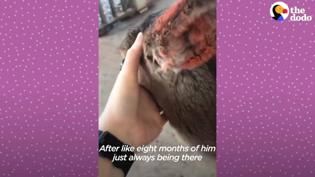Fawn Comes To Lady's Door Every Morning | The Dodo Little But Fierce